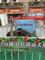 馬戲團(tuán)出租表演附近哪里有大型活動(dòng)雜技演出租賃的公司_濟(jì)南演出公司